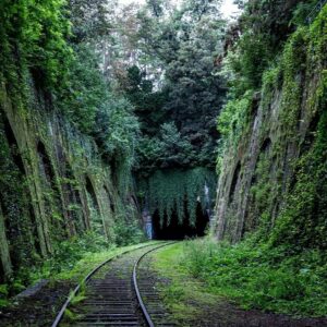 Episode 536: The Old Growth Part 1&nbsp;by Phee Stringer – Parasite Horror