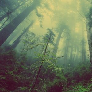 Episode 615: Something in the Lake & Nosleep: The Woods